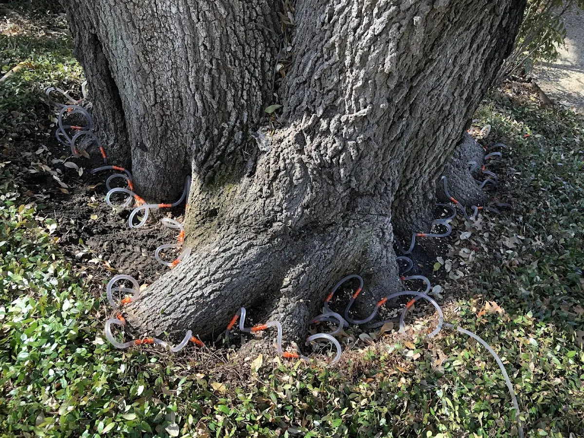Detailed Tree Cabling and Bracing job site in Patriot
