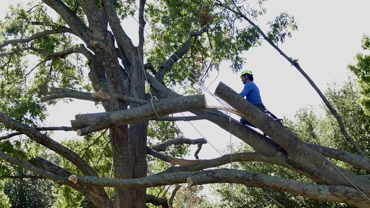 Professional Crown Thinning performed by certified arborists in Patriot